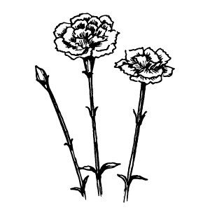 花のイラスト